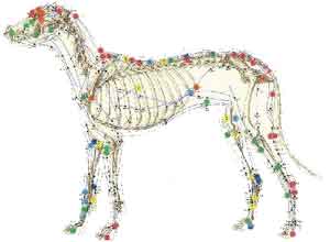 Acupuntura Veterinária em Manaus