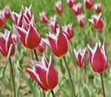 Floricultura em Manaus