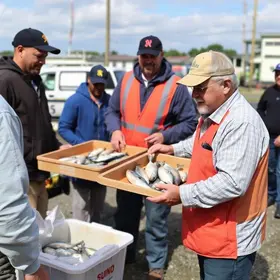 distribuição de peixes