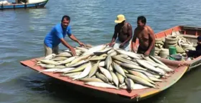 Prefeitura de Manaus entrega pescado