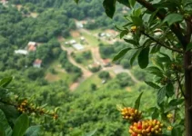 rede produtiva do café em Manaus