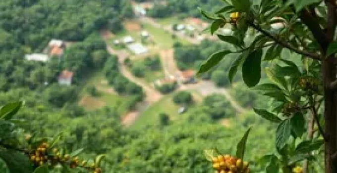 rede produtiva do café em Manaus