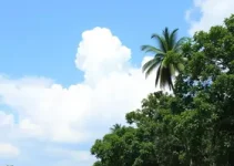 concurso público da Manaus Previdência
