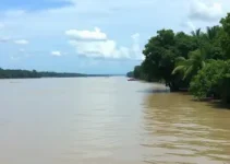 nível do Rio Negro
